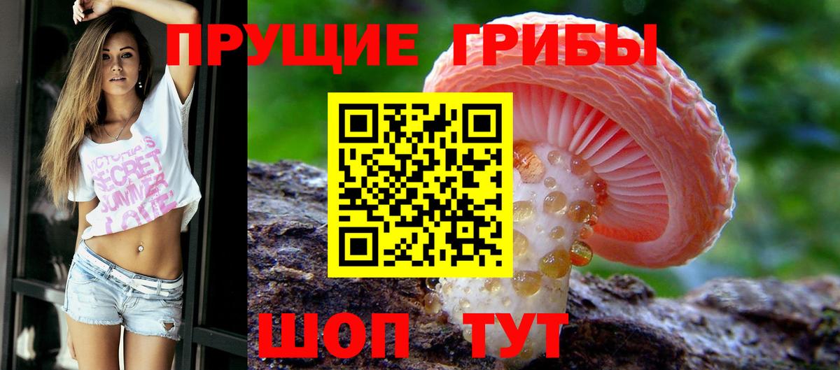 где купить наркоту  Вход с VPN  Славгород  Галлюциногенные грибы прущие грибы 